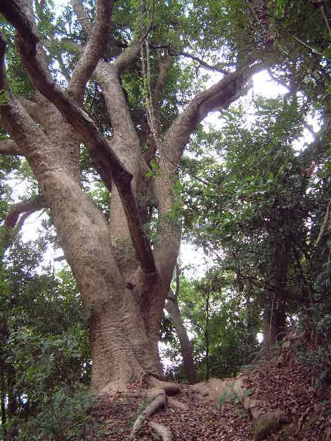 三段崎古道老樟樹