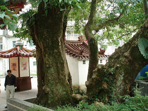 內灣庄頭伯公廟老茄苳