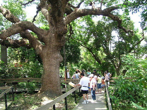 芝山岩老樟樹