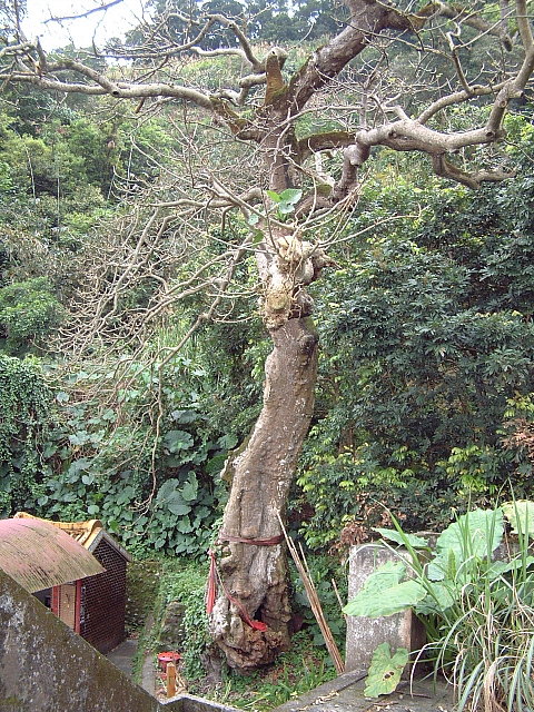 白鵝村的刺桐老樹