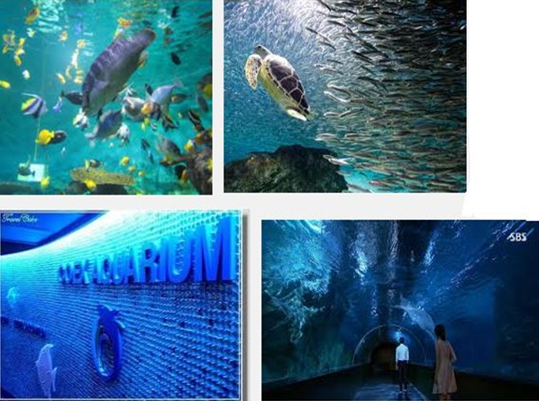 韓國旅遊 COEX水族館