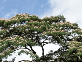 武陵農場 桃山瀑布