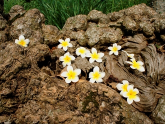八卦山 百年緬梔