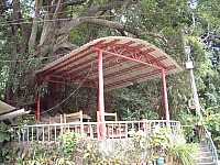 芎林鄉下山村老楓樹