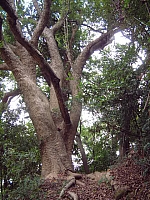 三段崎古道老樟樹