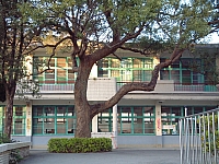 芎林國小百年老樟樹