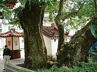 內灣庄頭伯公廟老茄苳