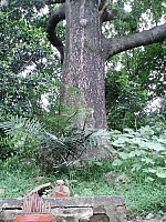 新埔蓮華山採茶古道入口附近巨楓