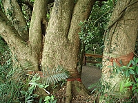 峨眉鄉六寮古道七星神木