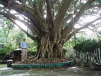 四獸山三清宮大葉雀榕