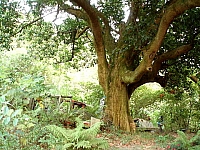 康樂山大橄欖樹