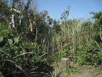 小粗坑山   早安登山