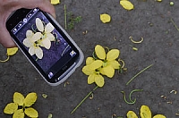 2012-0616 台北市北投區 台北捷運 唭哩岸站 阿勃勒