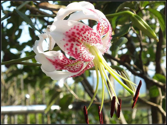 2013艳红鹿子百合系列二(灵岩寺)