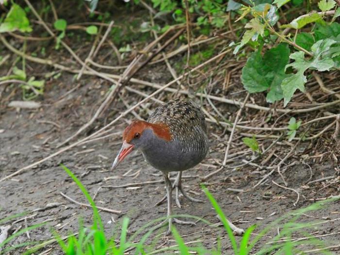 140403灰胸秧鸡