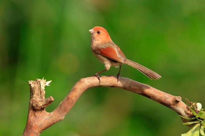 1 相关景点 // 生态/ 赏鸟/ 鸟类/ 雀形目/ 鶲 2 相关文章 雨伞梦孟