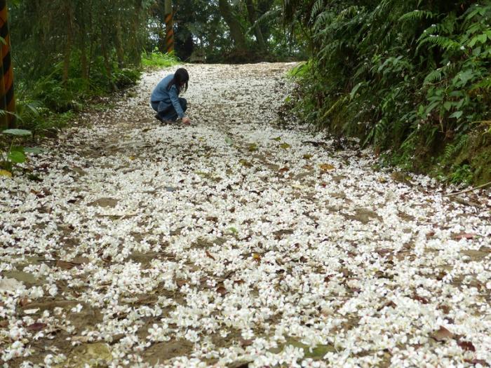 2014 賞桐趣 大溪十一指古道 美華里桐雪秘境by 楊振貴的遊記 旅聯網