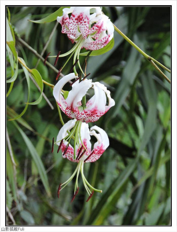 艳红鹿子百合-岩壁上的精灵(普陀山,慈母峰花影)