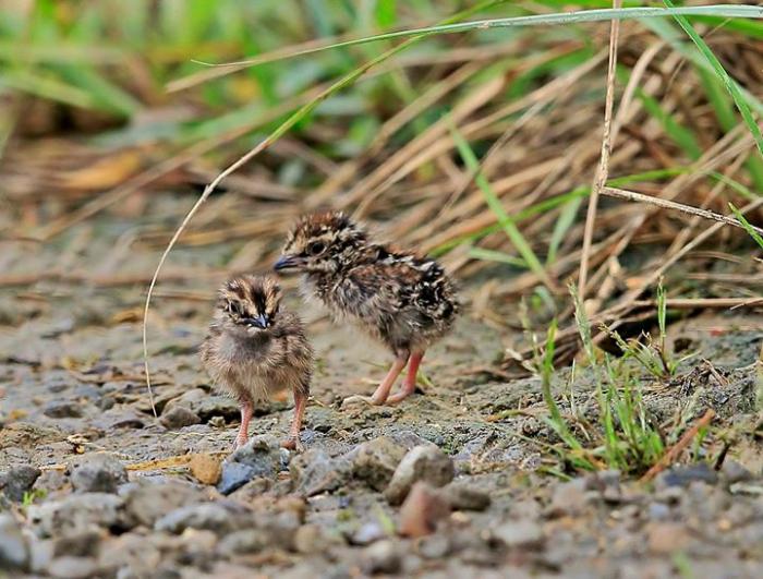 棕三趾鹑宝宝