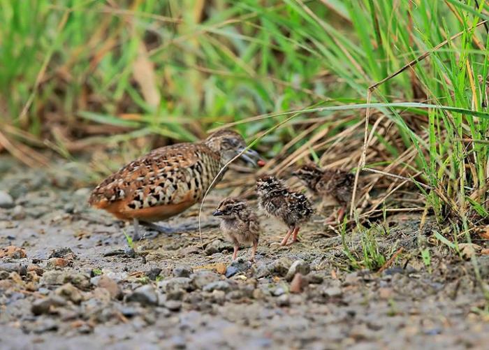 棕三趾鹑宝宝长大了