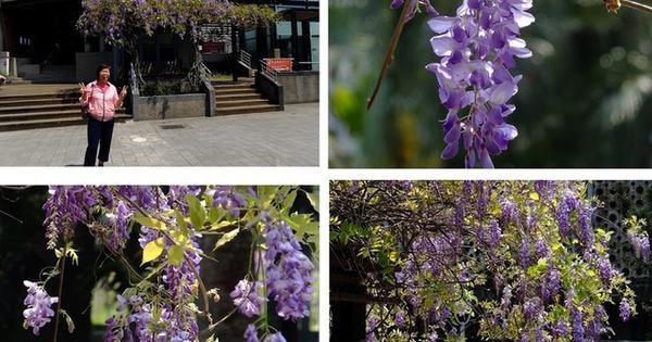 北市大安 16年04月06日台大校園新生南路訪客中心之 紫藤花 By 阿銘與阿容 旅聯網