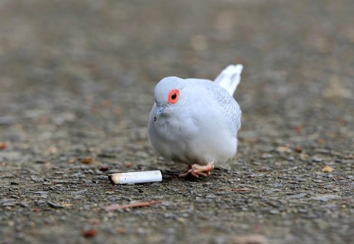 160524澳大利亚薄雪鸽-----烟不是我抽的喔