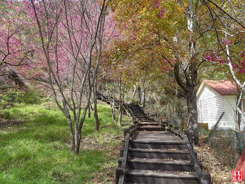 武陵農場 妙高臺步道 富野櫻花區by 鳥毛遊記 旅聯網