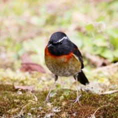 白眉林鴝 旅聯網
